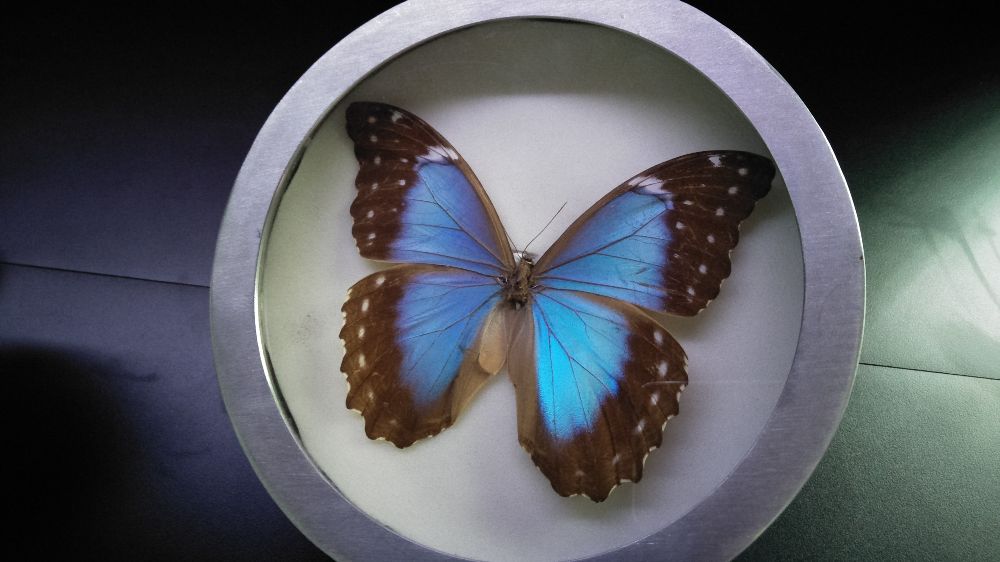 Bid farewell to Science Centre Singapore's Butterflies Up-Close exhibition, catch a thrilling play about art and addiction, and more this weekend.