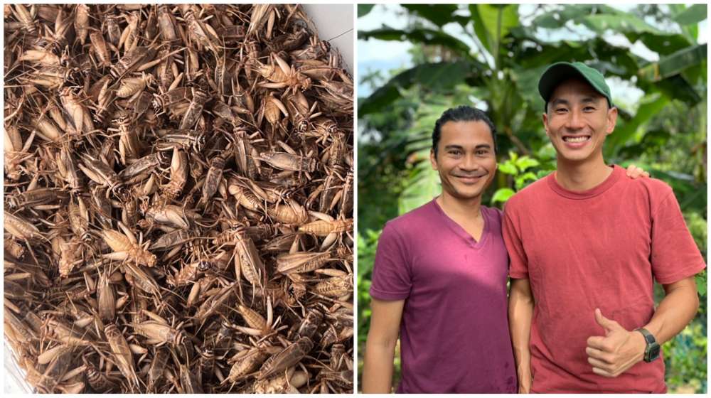 Crickets are the name of the game for Future Protein Solutions co-founders Nik Muhammad and Christopher Leow.