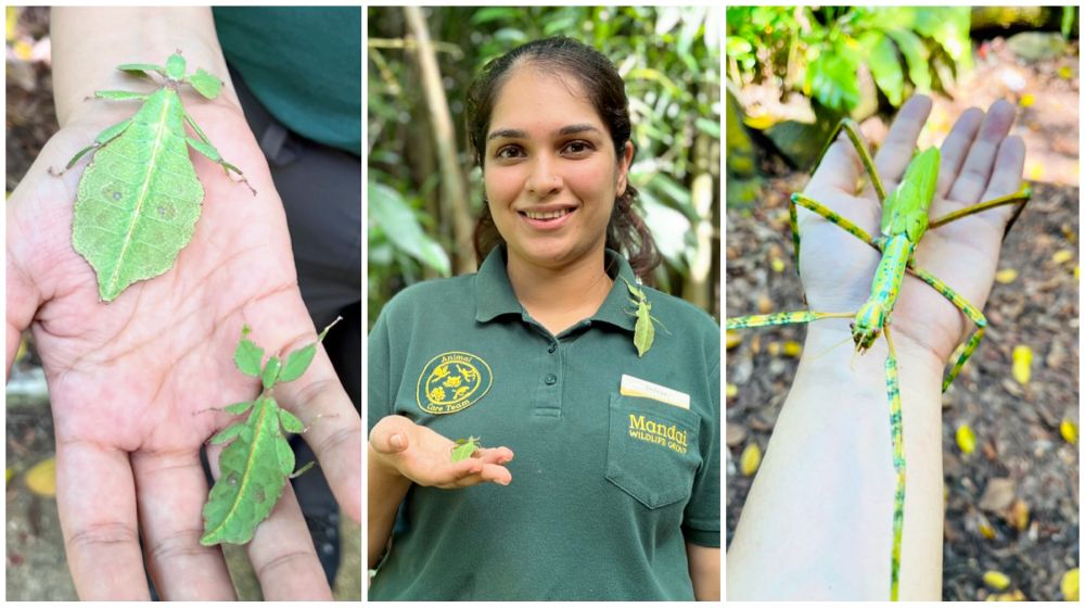 Delvinder Kaur, Assistant Curator at Mandai Wildlife Group, has developed a new tour that educates visitors on the important role invertebrates play in our ecosystem.