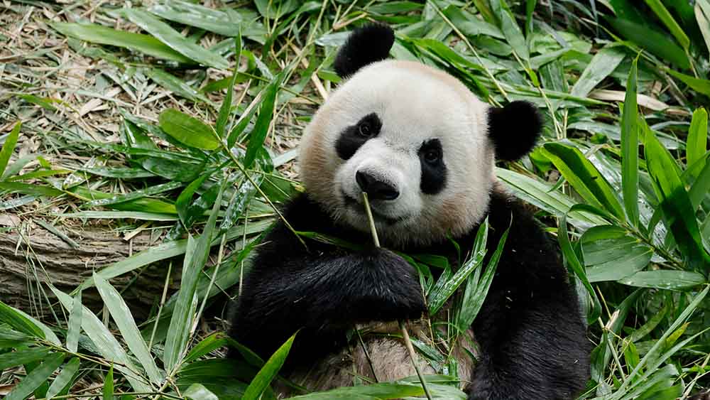 In December 2023, Le Le will move on to his next big adventure: contributing to the conservation of the Giant Panda species in China.