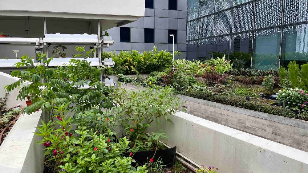 Funan Mall's rooftop farm is one of the few open to the public, offering workshops and tours to learn about sustainable farming in the city.