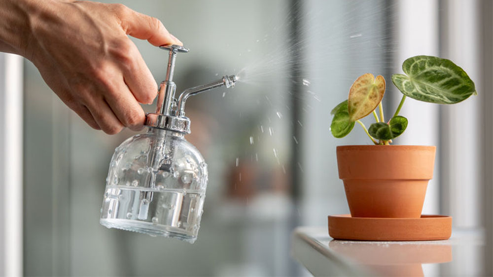 Houseplant is far more capable of surviving under-watering than overwatering, even in sunny Singapore.