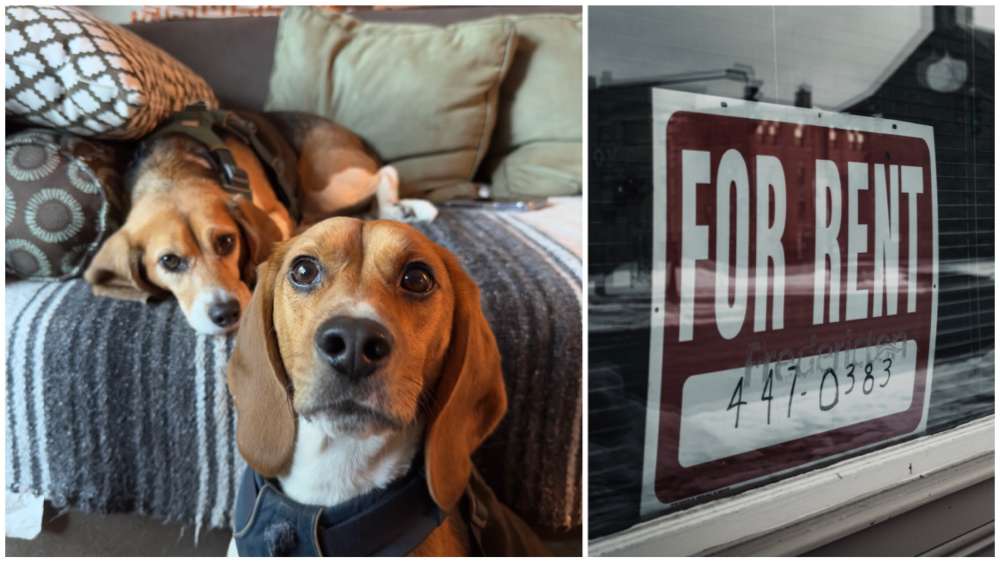 Beagle airbnb hotsell
