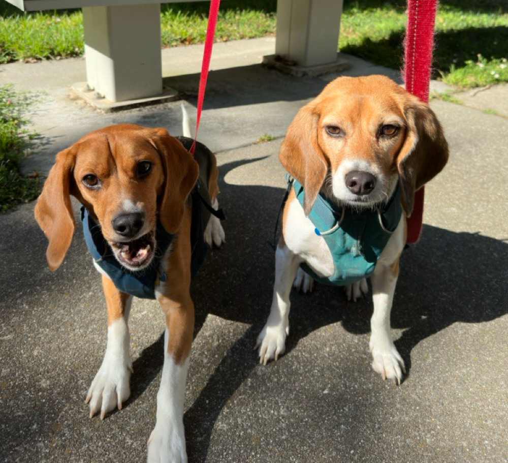Beagle airbnb shop