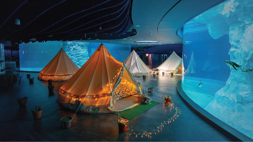 One of the new highlights at Bird Paradise: an arctic sleepover with the penguins, a two-day-one-night stay at Penguin Cove in glamping bell tents.