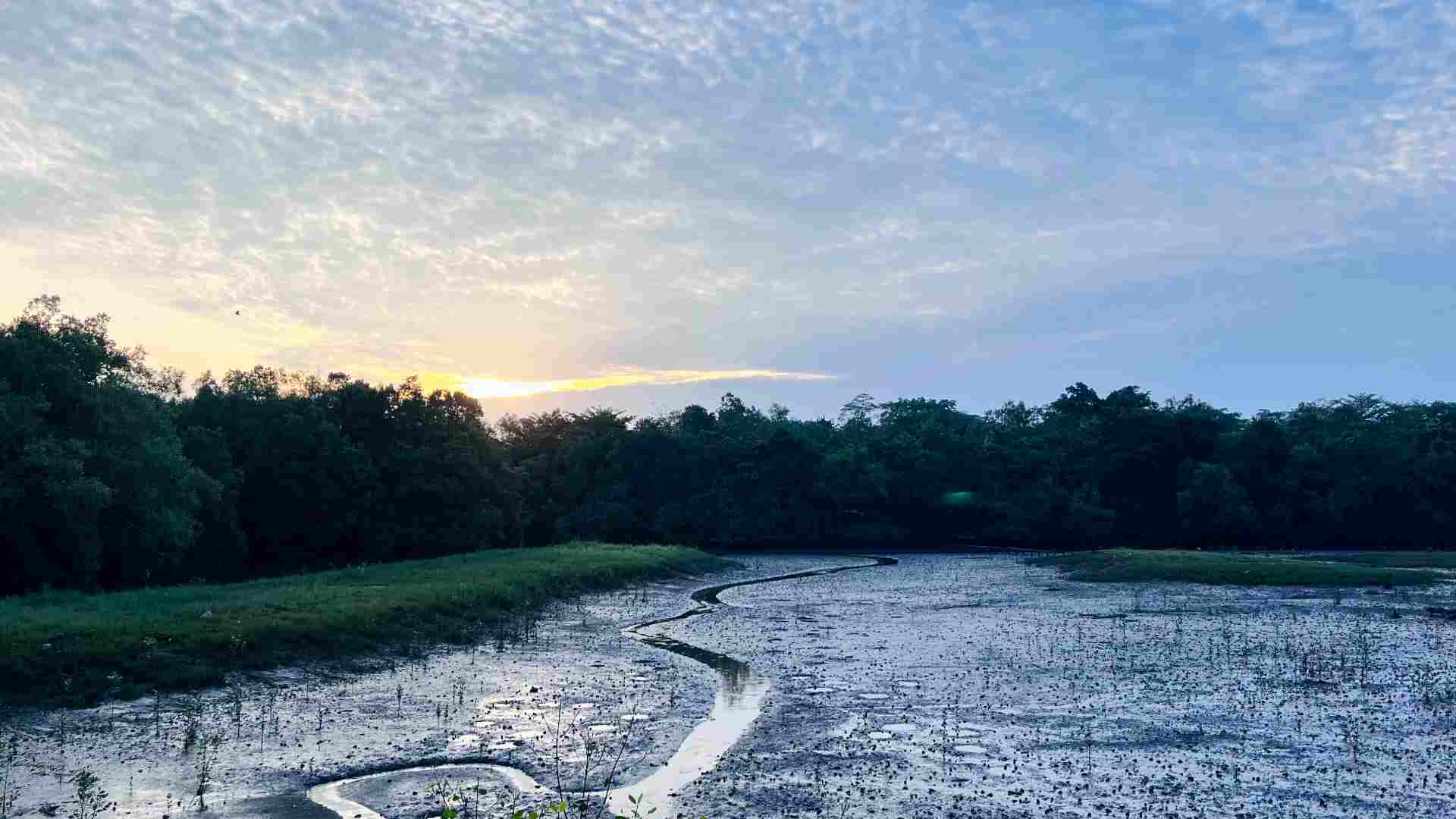 Sungei Buloh Wetland Reserve is a natural wildlife sanctuary worth visiting.