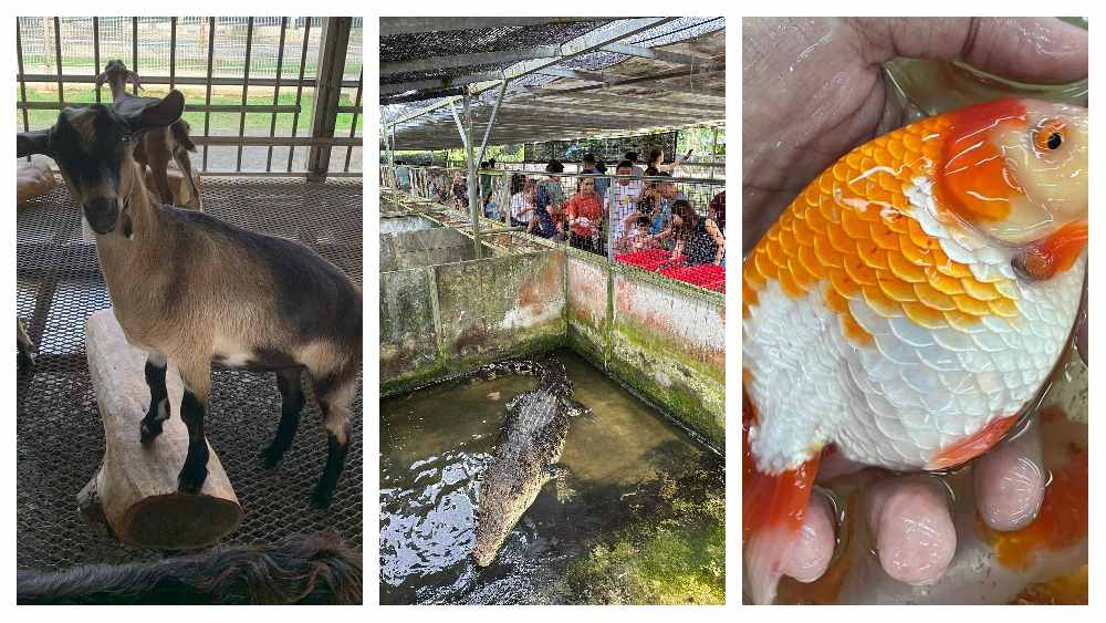 From goats to bees, ants, fish and even crocodiles, these animal farms are a worthy alternative to visiting the zoo.