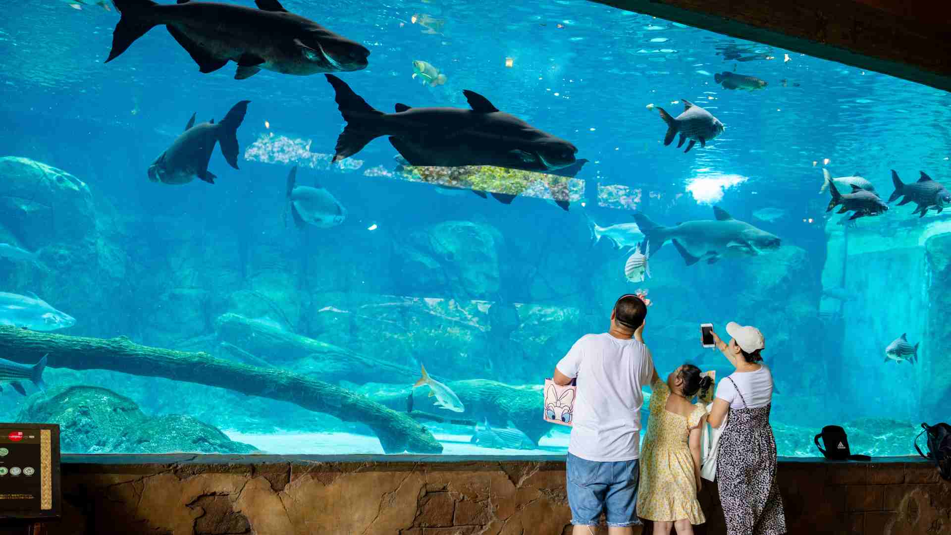At River Wonders' Mekong River zone, you can get up close with species like the critically endangered Mekong giant catfish.