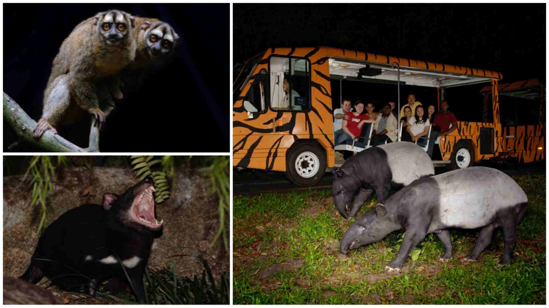 Night Safari, the world’s first nocturnal wildlife park lets you get up close to nocturnal creatures, including the Grey-handed Night Monkey, the Malayan Tapir, and the Tasmanian Devil.