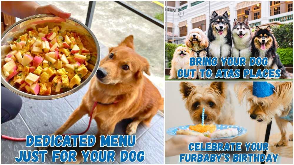 The Most Paw-Some Pet-Friendly Hangouts In Singapore