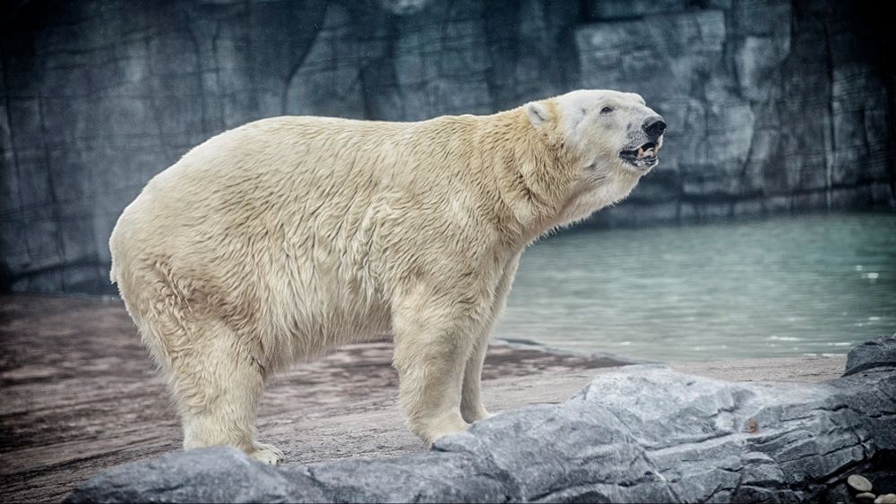 Inuka, Singapore Zoo’s legendary tropical polar bear. Explore his remarkable life, legacy, and why he remains an icon at Singapore Zoo.