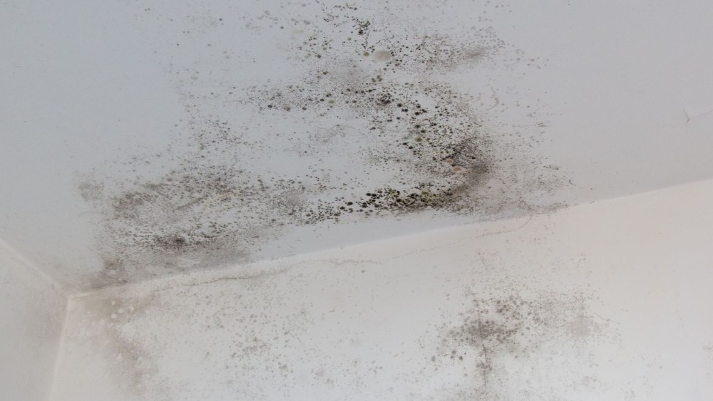 Mould releases spores into the air that can trigger allergies, asthma, and other respiratory issues.
