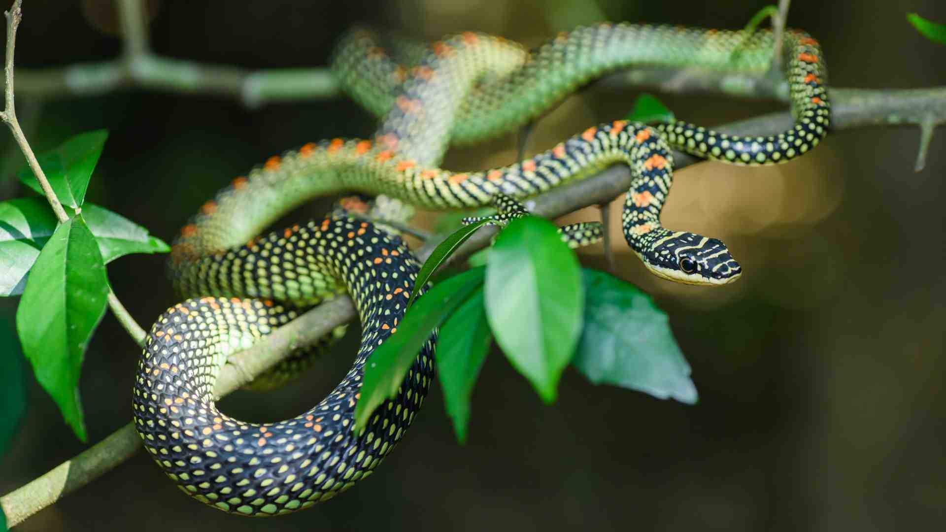 The Paradise Tree Snake (Chrysopelea paradisi) calculates before launching itself off of one tree and gliding to the next, adjusting itself mid-air for a perfect landing.