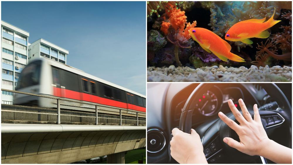 Trying to board an MRT train when it is full, building a fish tank heavier than 600kg, and excessive honking. What is illegal in Singapore?