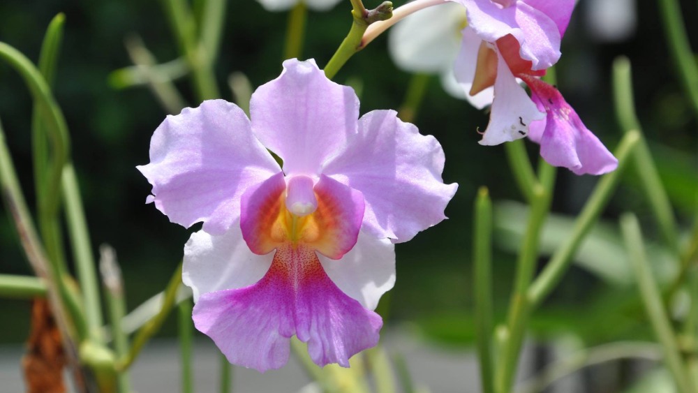 Vanda Miss Joaquim, Singapore’s national flower