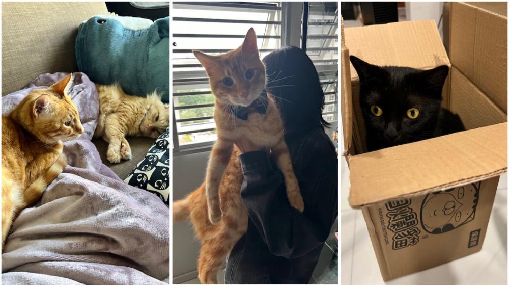 Belinda Chan takes care of cats, dogs, and the occasional chicken.