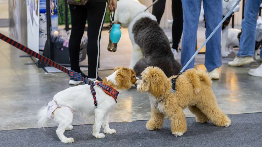 Pamper your furkids with treats and toys at this year's edition of PetExpo.