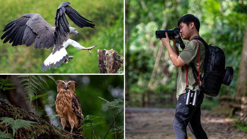 Wayne Chng: This renowned wildlife photographer has tracked a family of rare Buffy Fish Owls for years in Seletar.