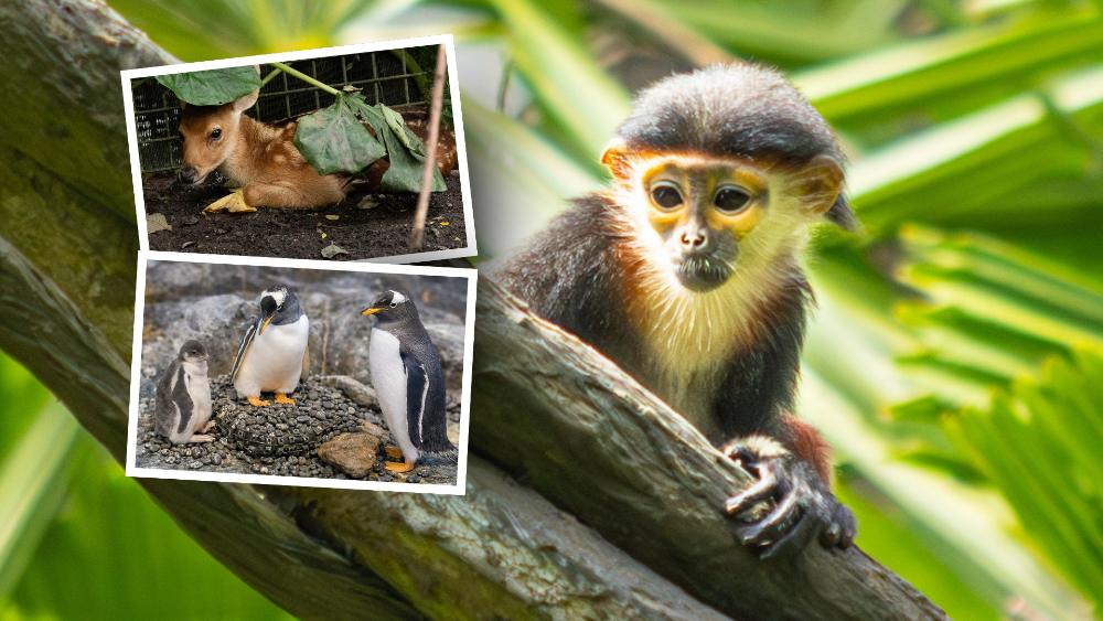 Mandai Wildlife Group’s 2025 baby boom with 1000 newborns from sloths and penguins to manatees and rare deer across Singapore’s parks and more stories.