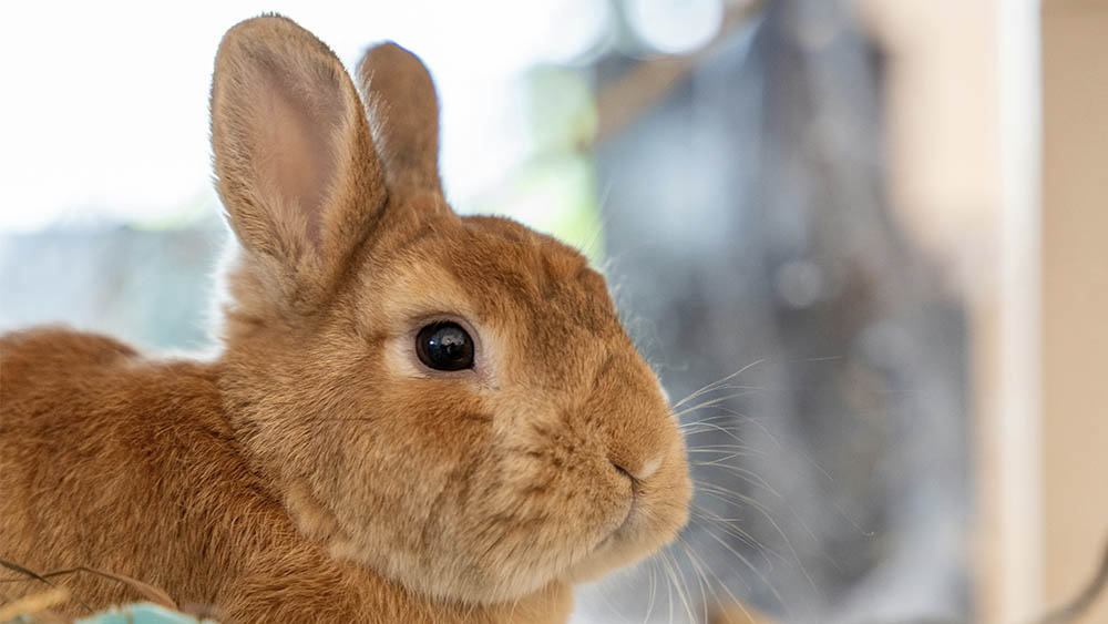 Before you make that fluffy addition to your family, let's clear up some misconceptions about rabbit being "easy" pets, shall we?