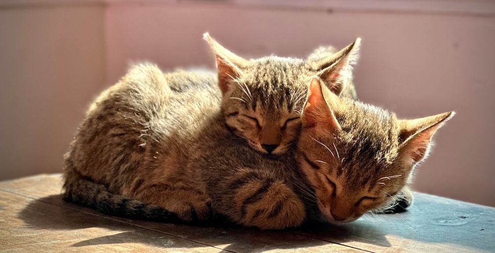 CATSterry-zhong-Af459cDG1Vw-unsplash