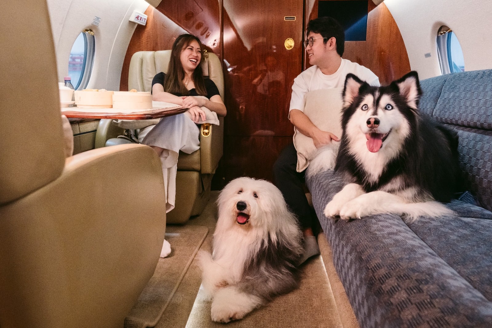 Paw-fect pet pampering? Take your furkid for a holiday on a chartered flight
